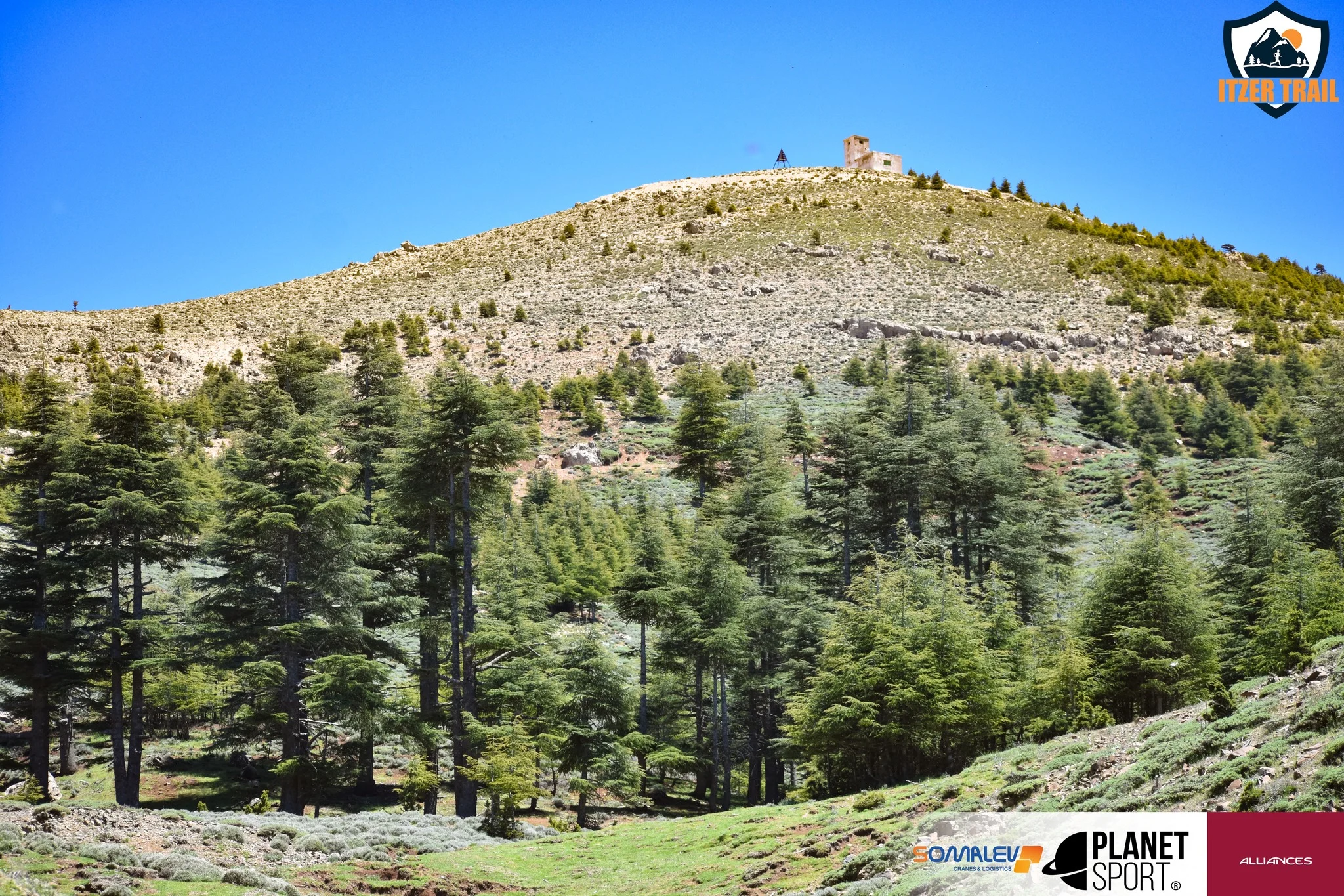 Colline couverte de cèdres sous un ciel bleu